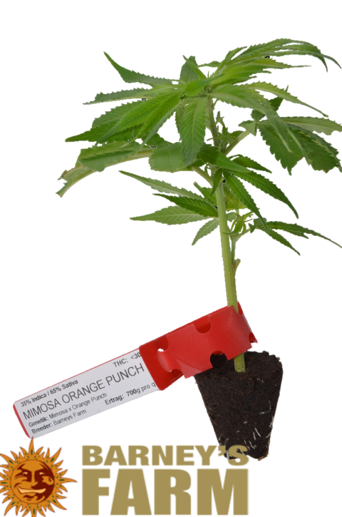 Esquejes de Marihuana