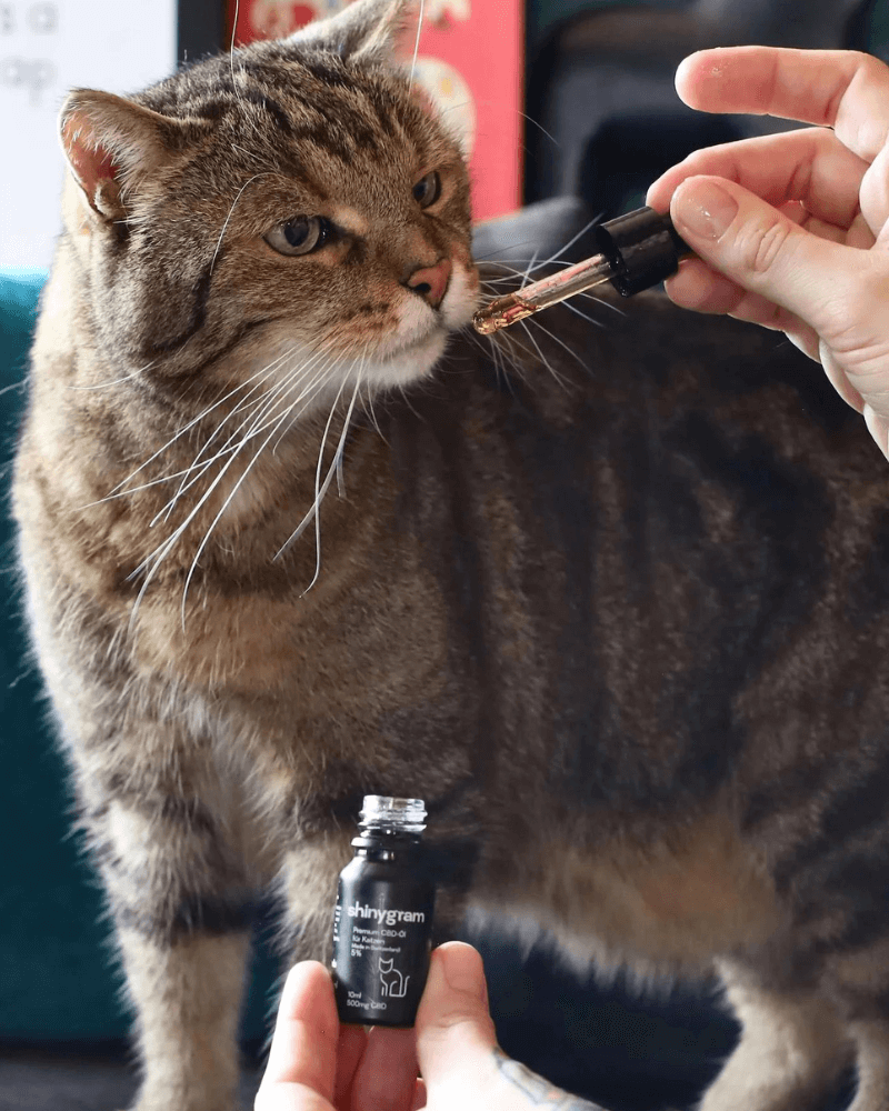CBD Öl für Katzen