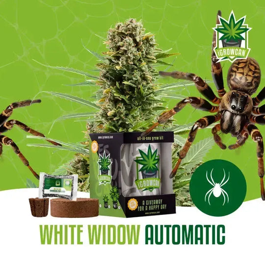 All-in-One Grow Kit: White Widow Auto (iGrowCan)