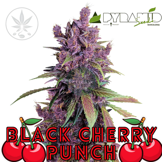 Cannabis Stek Black Cherry Punch