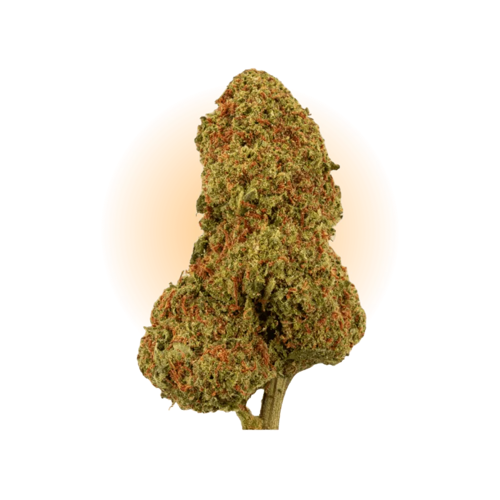 PHCP Bloem Candy Kush-Smagro GmbH