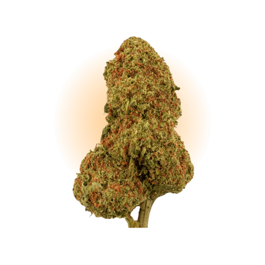 PHCP Bloem Candy Kush-Smagro GmbH