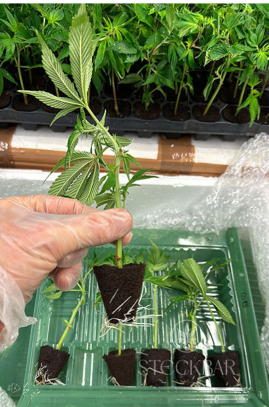 Cannabis Steckling 3