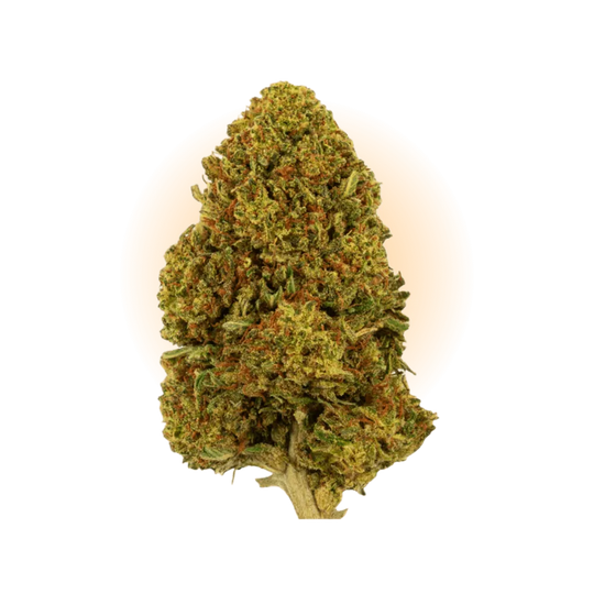 PHC Kwiaty Gelato #45-Smagro GmbH