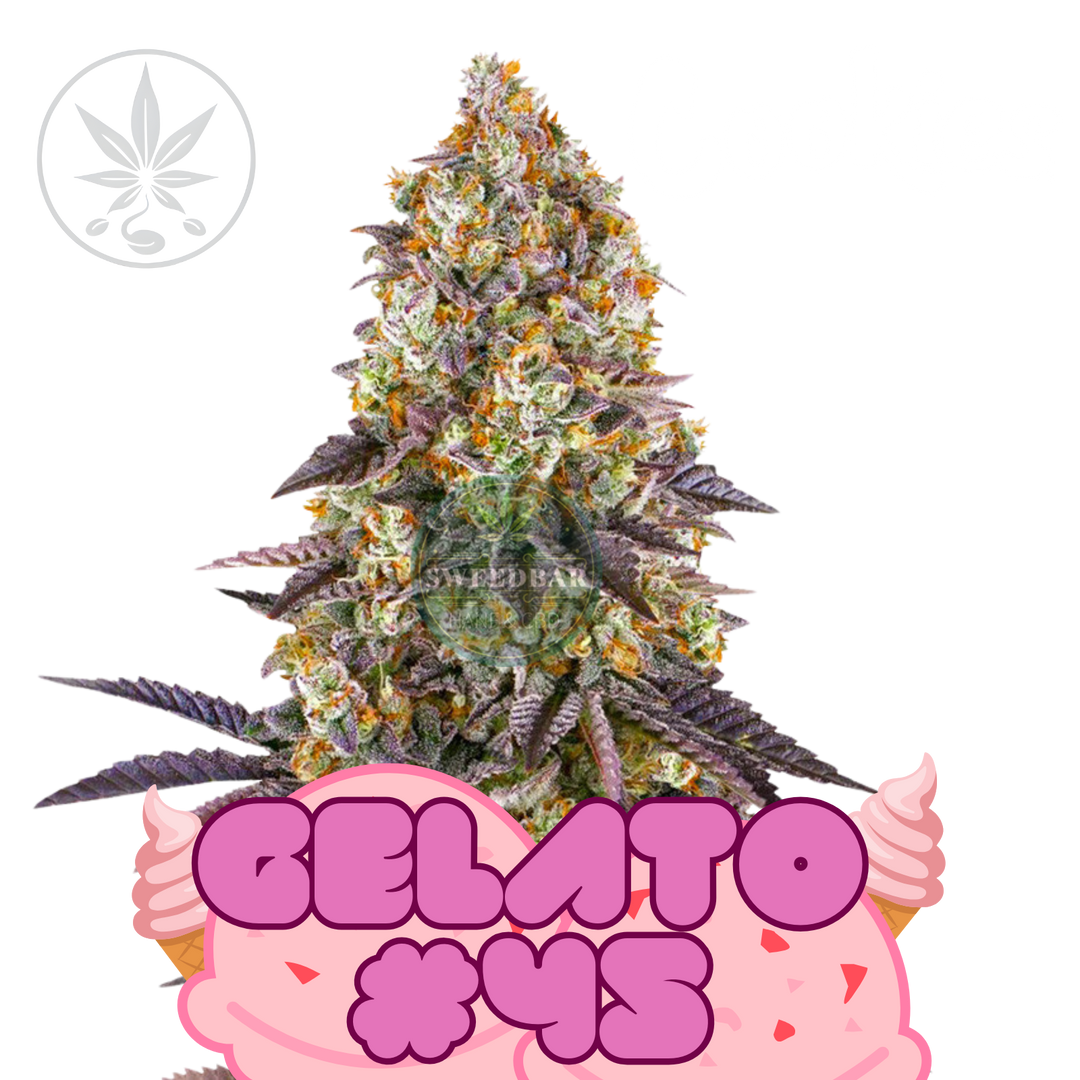 Gelato 45 Cookie Fam Genetics