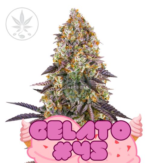 Gelato 45 Cookie Fam Genetics