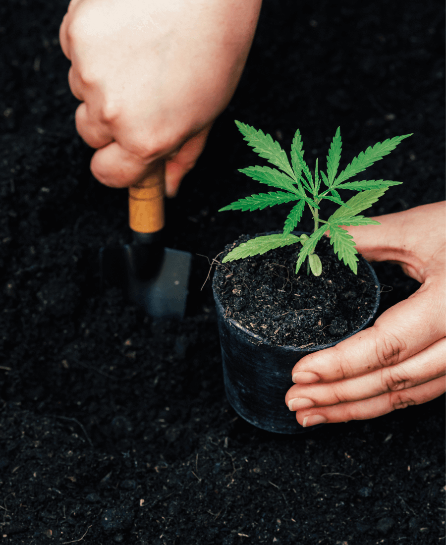 Cannabisplant inpakken