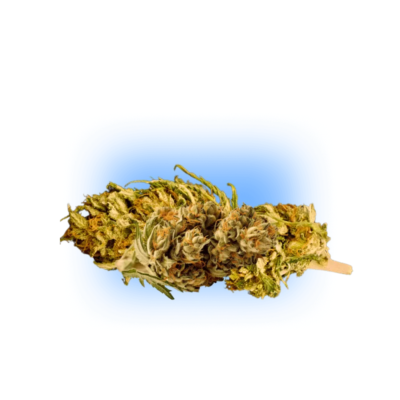 HHC-P Blüte Orange Turbo 8% I♡POT