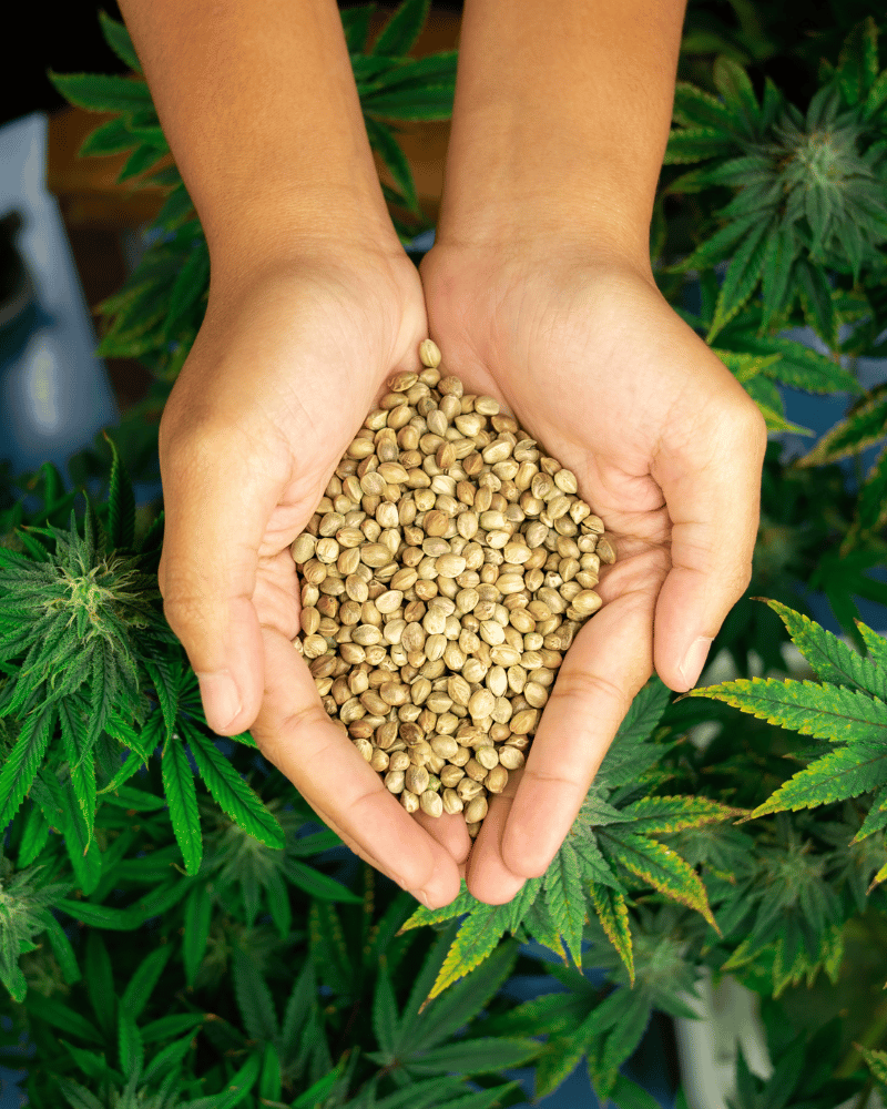 Handen met Cannabissamen boven Cannabispflanzen