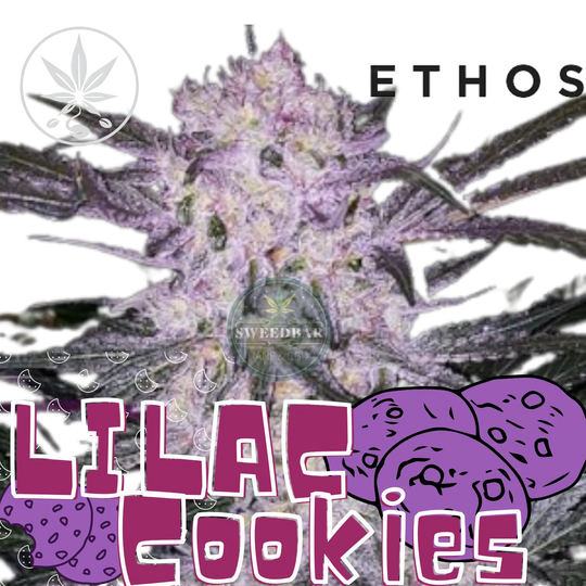 Kannabisz hajtás Lilac Cookies az Ethos Genetics-től