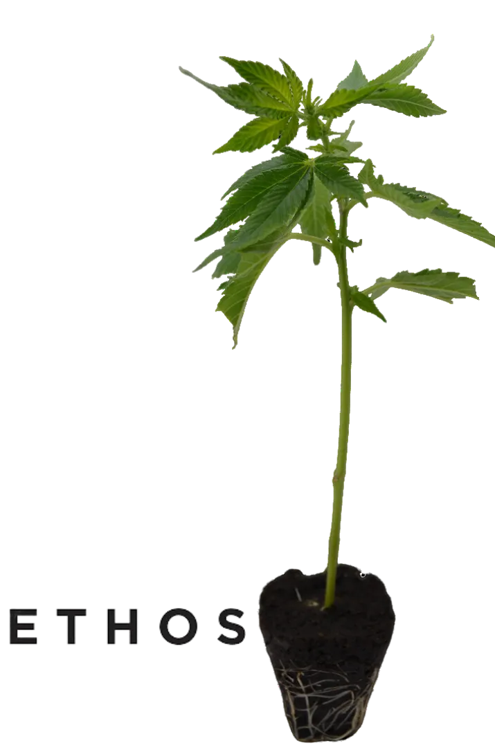 Kannabisz hajtás Lilac Cookies az Ethos Genetics-től