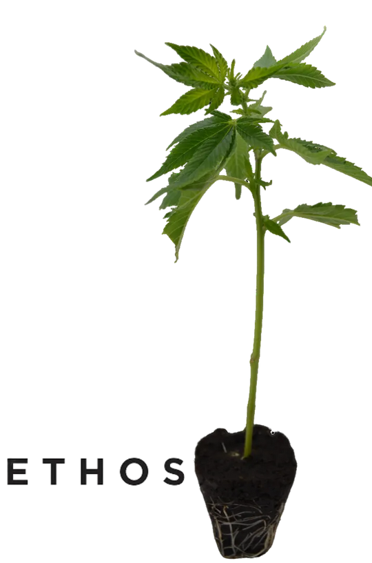 Kannabisz hajtás Lilac Cookies az Ethos Genetics-től