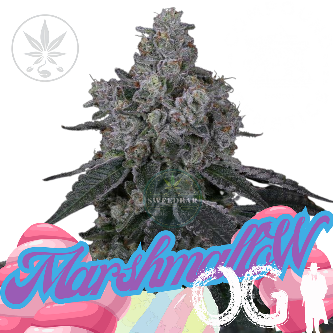 Marshmallow OG Compound Genetics Steckling