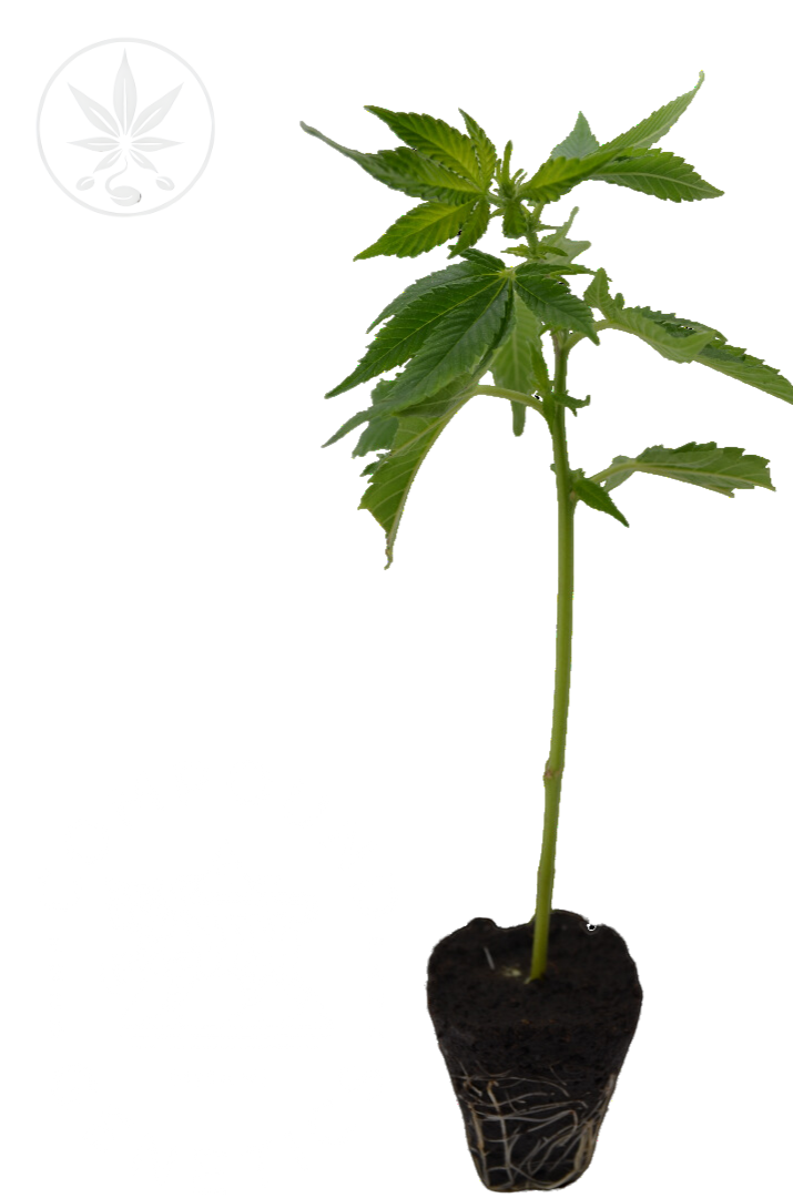 Marshmallow OG Compound Genetics Steckling