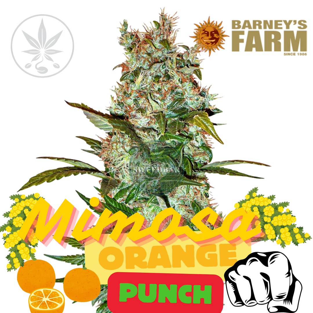 Mimosa Orange Punch Barney's Farm