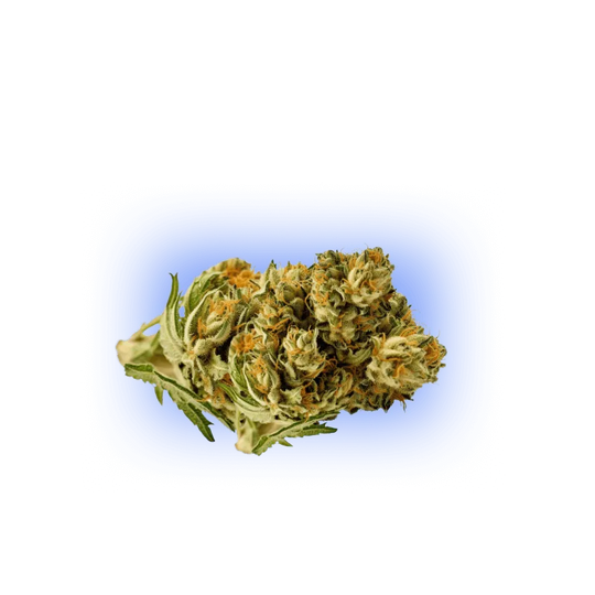 PHC Kwiaty Plutonium 25%