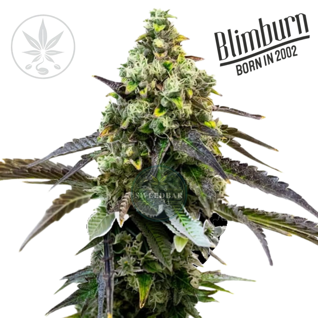 Butași de canabis Rainbow Sherbet #11