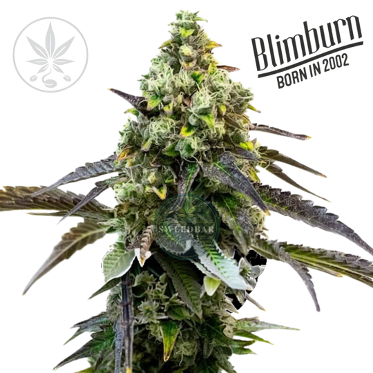 Butași de canabis Rainbow Sherbet #11