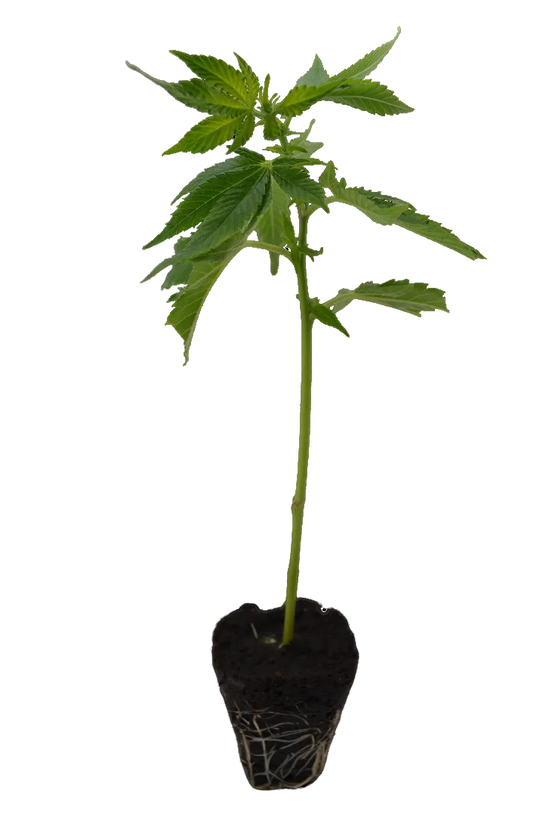 Kannabisz hajtás Zombie Kush