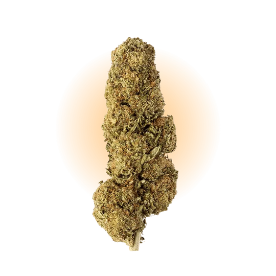 PHCP Bloem Strawberry-Smagro GmbH