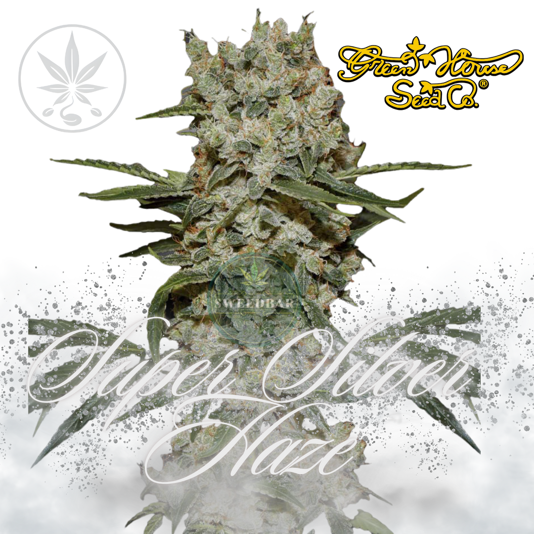 Super Silver Haze Greenhouse Seed
