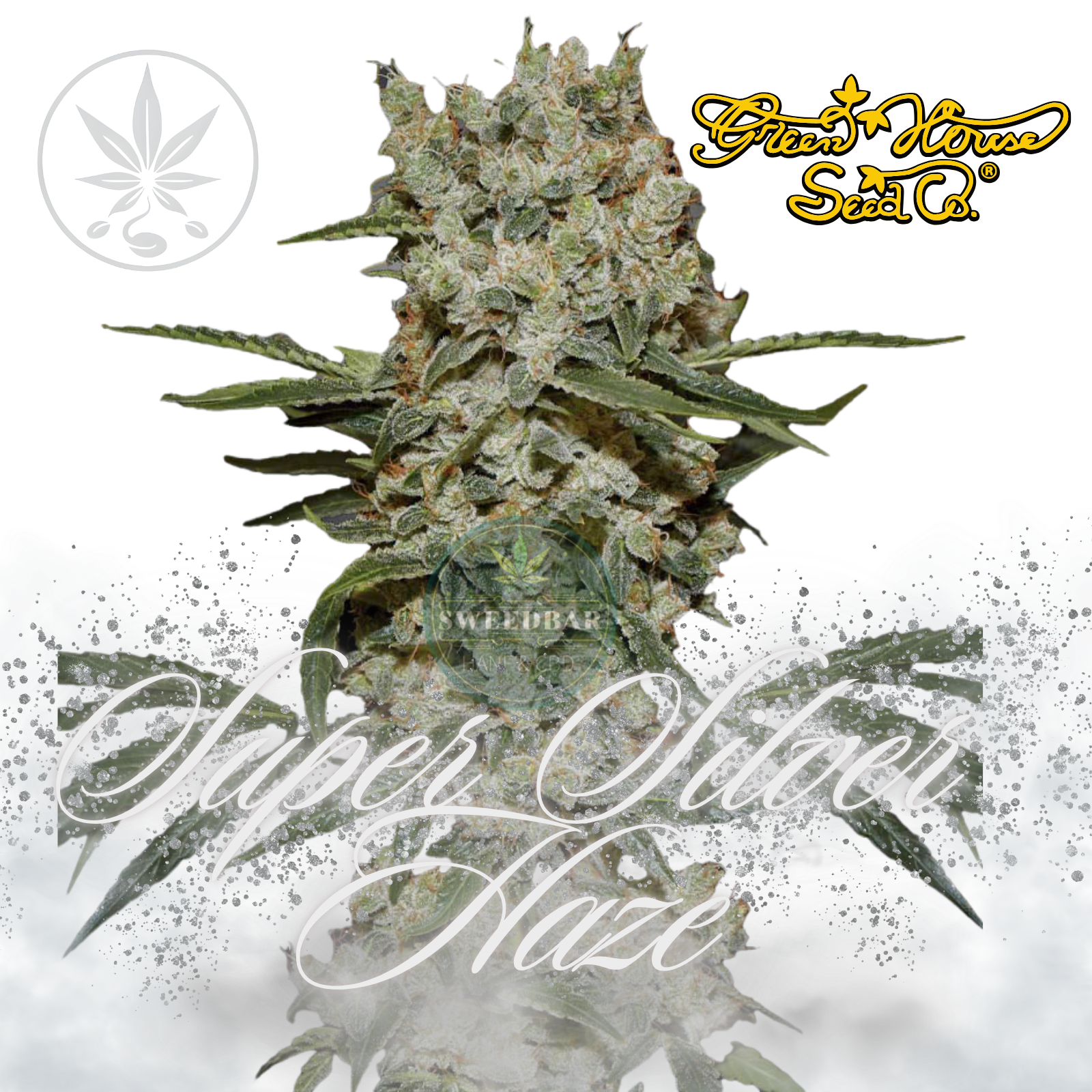 Premium Cannabis Stecklinge Super Silver Haze