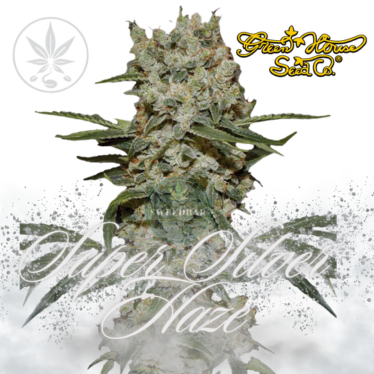Super Silver Haze Greenhouse Seed