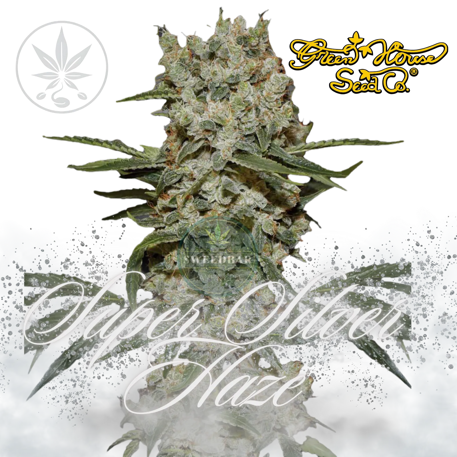 Premium Cannabis Cuttings Super Silver Haze