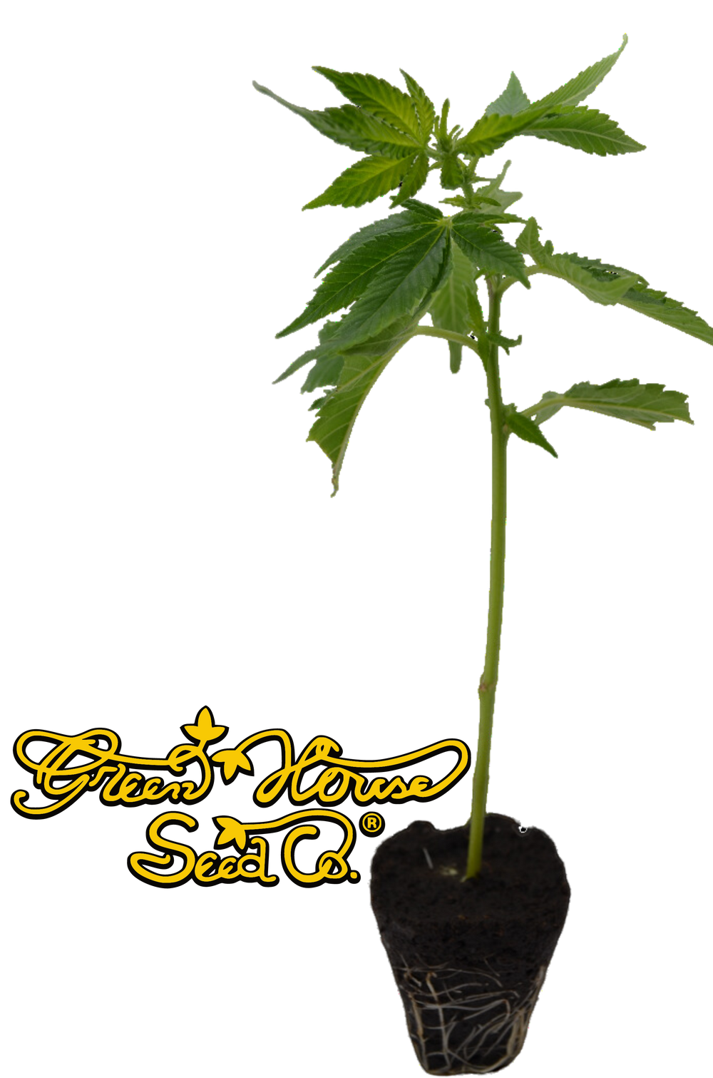Super Silver Haze Greenhouse Seeds Clone