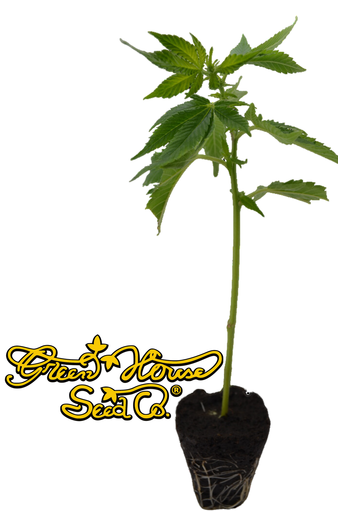 Super Silver Haze Greenhouse Seeds Clone