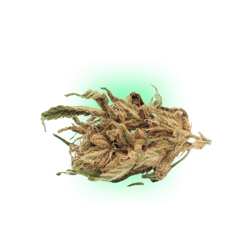 Cannabiszaden Somango auto. 3 stuks