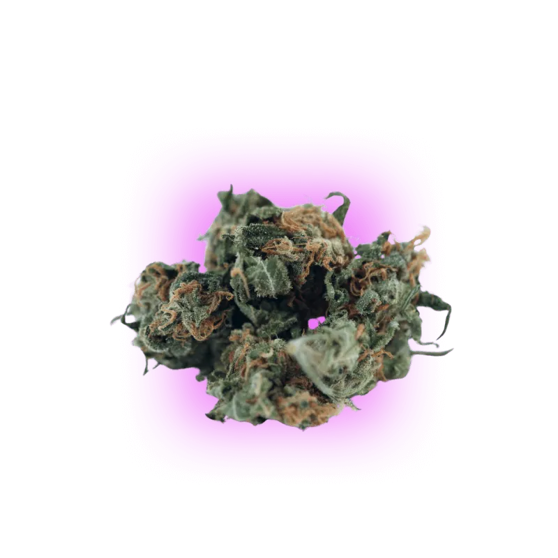 Cannabis Samen Automatik Mix Pack 5 Stück