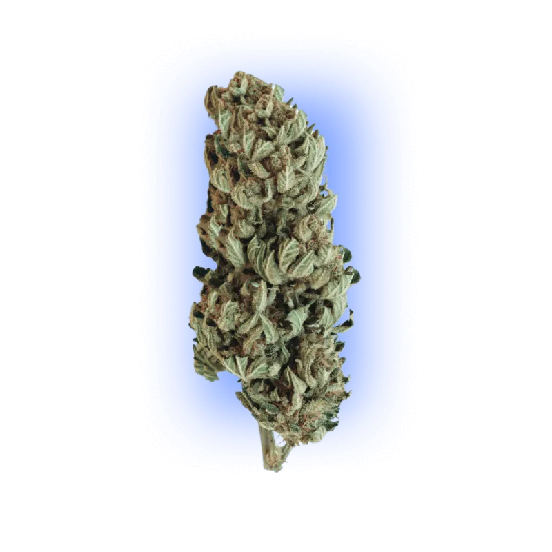 Cannabis Samen Automatik Mix Pack 5 Stück