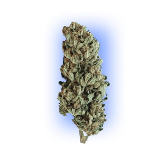 Cannabis Samen Automatik Mix Pack 5 Stück