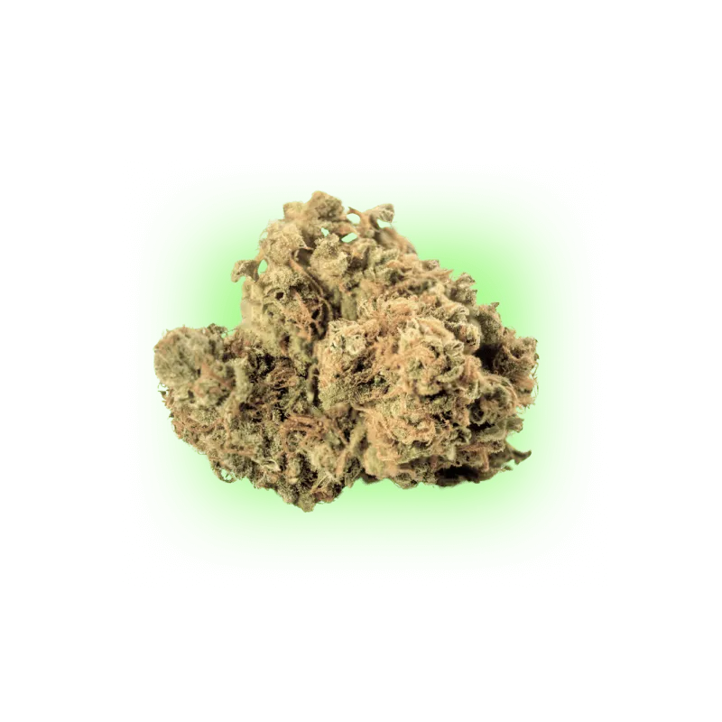 Cannabis Samen Automatik Mix Pack 5 Stück