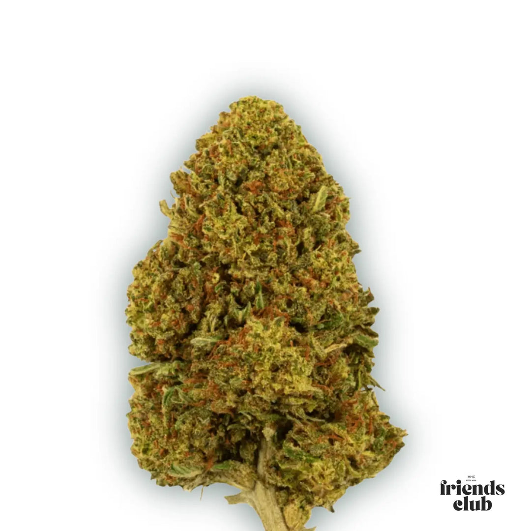 PHC Blüten Gelato #45 - hhcfriends