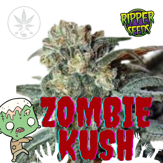 Kannabisz hajtás Zombie Kush
