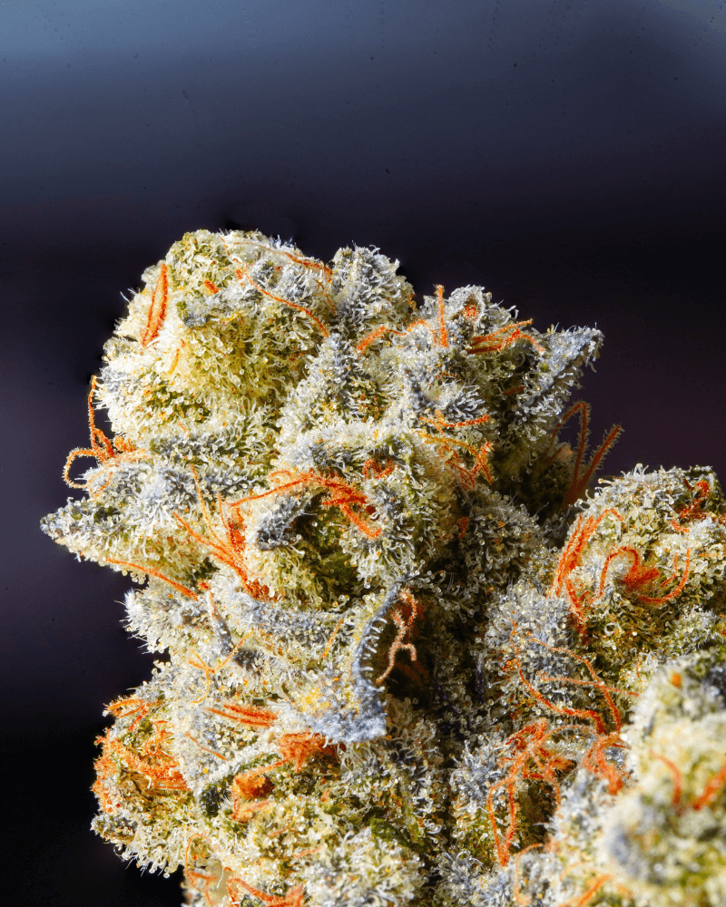 Order THCp Cannabis hhcfriends legally
