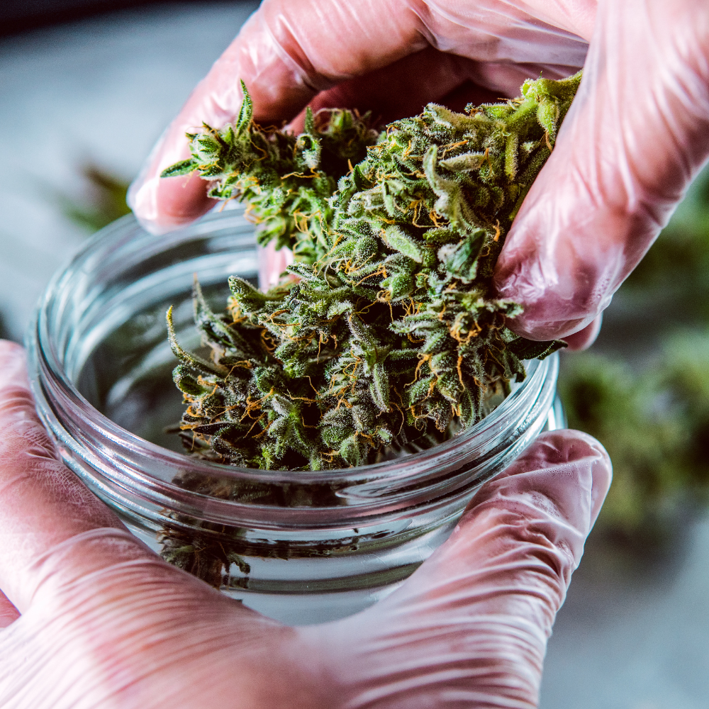 Gekleurde 'NEW' tekst in vervorming op zwarte achtergrond met cannabisbladeren