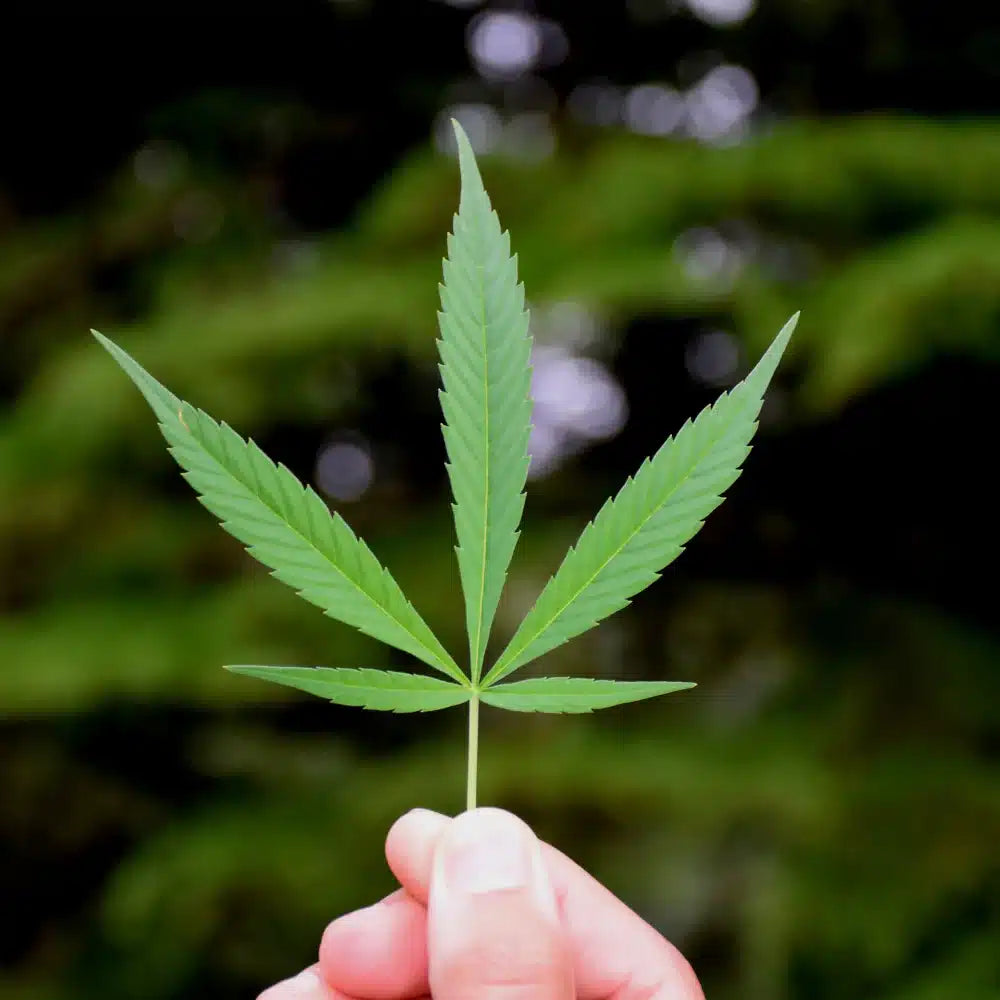 Comprar productos de cannabis HHC Online