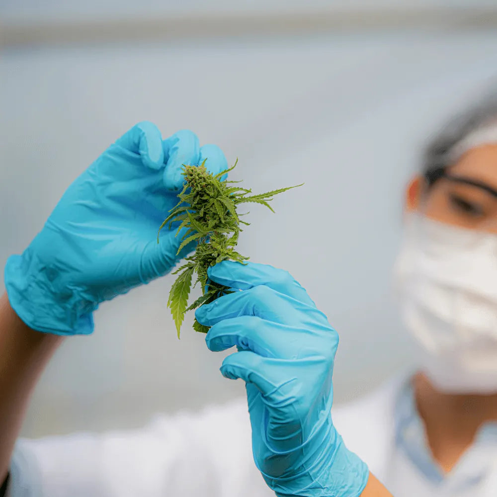THC Gehalt messen (Analyse)