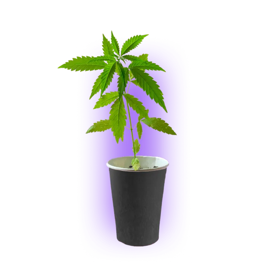 Premium Cannabis Stecklinge Zombie Kush
