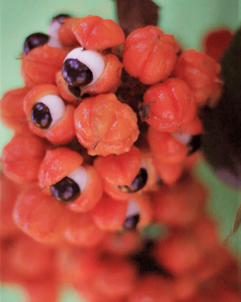 Guarana kaufen