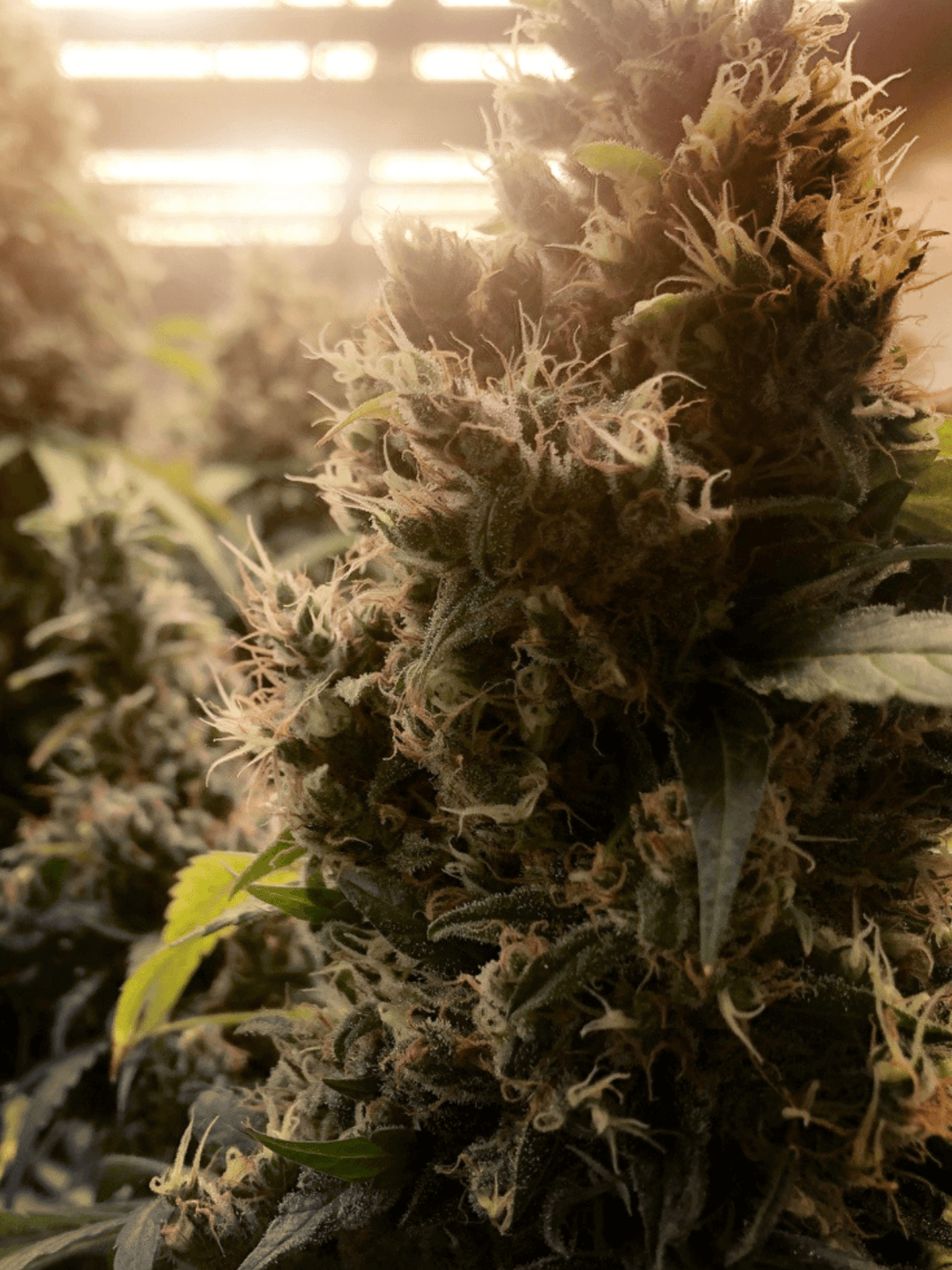 Cannabis Pflanze