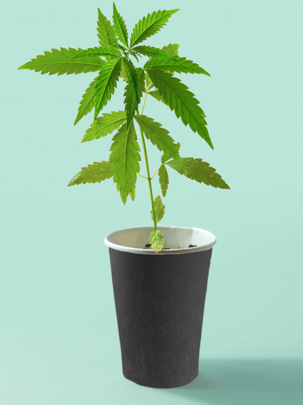Cannabiskeimling in Becher