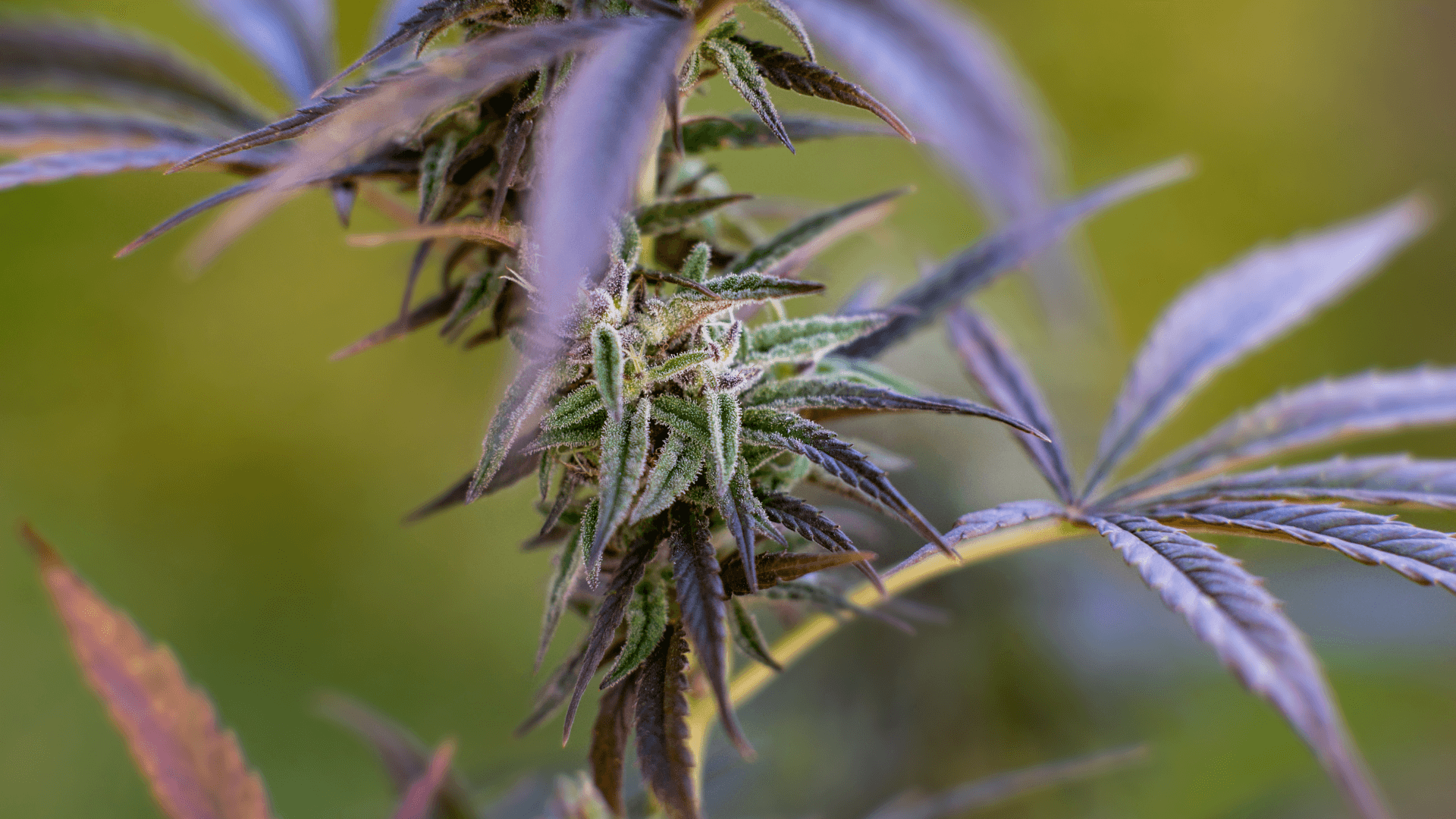 Tulpina OG Kush