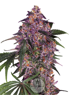 Lila Cannabisblüte mit Harz
