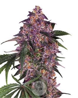 Cannabiszaden Purple Auto 3 stuks