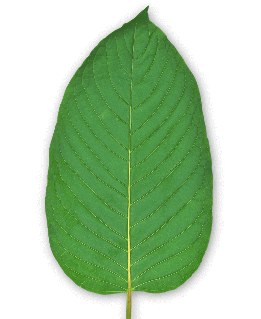 Kratom Pflanze Pulver
