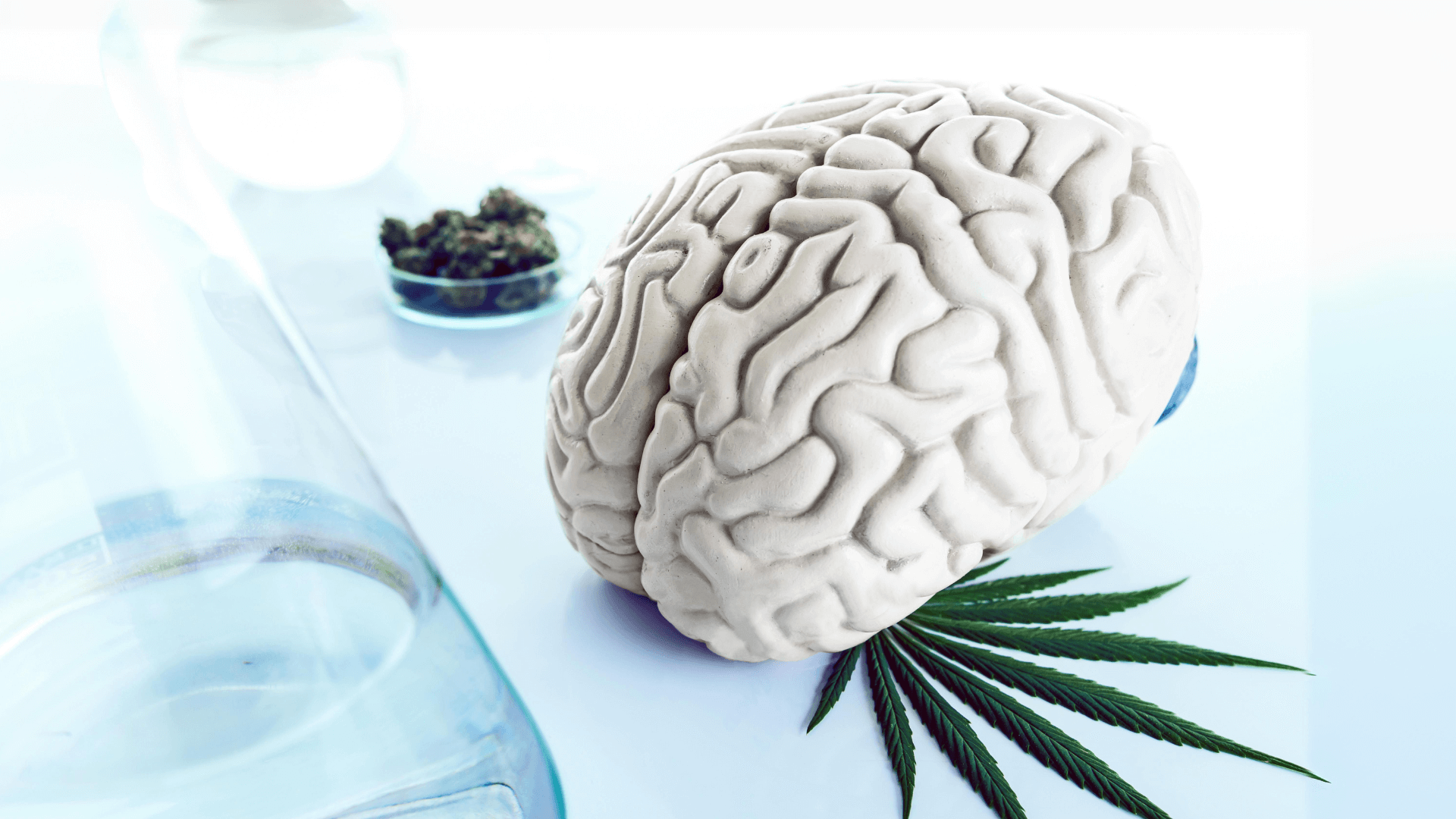 Langetermijneffecten van cannabisgebruik op de hersenen